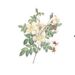 漫画花卉,绽放的奇幻世界